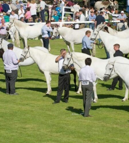 connemara-ponyshow