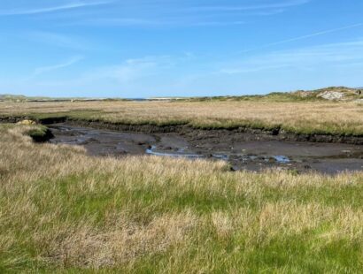 Salt Marsh