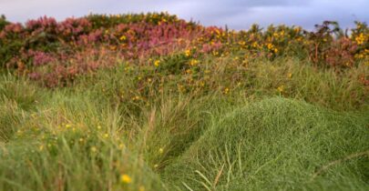 Special Area of Conservation Slyne Head Peninsula