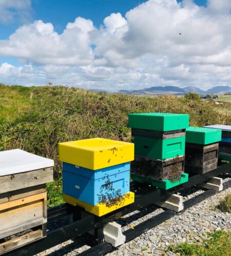 Apiary Bees at Connemara Sands Hotel